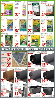 Orchidee im Wreesmann Prospekt "DEIN SAISON- & SONDERPOSTENMARKT!" mit 12 Seiten (Dresden)