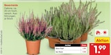 Besenheide im Angebot bei Netto Marken-Discount in Bad Oeynhausen Besenheide Angebote bei Netto Marken-Discount Bad Oeynhausen für 1,99 €