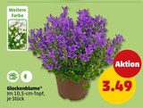 Glockenblume Angebote bei Penny Halberstadt für 3,49 €
