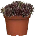 Hauswurz (Sempervivum) für 1,39 € bei Globus-Baumarkt im Angebot Hauswurz (Sempervivum) im aktuellen Globus-Baumarkt Prospekt