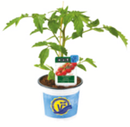 Angebot im toom Baumarkt Kelkheim (Taunus) Prospekt toom Baumarkt Kelkheim (Taunus) Prospekt mit im Angebot für 5,99 €