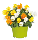 Hornveilchen-Trio für 1,99 € bei Pflanzen Kölle im Angebot Hornveilchen-Trio im aktuellen Pflanzen Kölle Prospekt