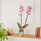 Orchidée Phalaenopsis (h) dans le catalogue Carrefour Market
