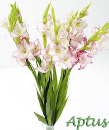 Le bouquet de 7 Glaieuls - Casino Supermarchés à Bordeaux Le bouquet de 7 Glaieuls en promo chez Casino Supermarchés Bordeaux à 6,00 €