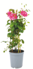Rosen für 17,99 € bei toom Baumarkt im Angebot Rosen im aktuellen toom Baumarkt Prospekt