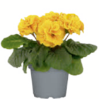 Primel ungefüllt bei toom Baumarkt im Schellweiler Prospekt für 0,99 €