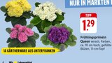 Aktuelles Frühlingsprimeln Angebot bei EDEKA in Pforzheim ab 1,29 €