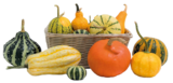 Deko Kürbisse im Angebot bei REWE in Pulheim Deko Kürbisse Angebote bei REWE Pulheim für 0,89 €