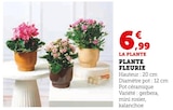 Plante Fleurie en promo chez Super U Orléans à 6,99 €