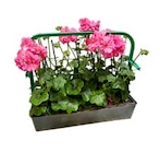 Géranium lierre-double ou zonale en promo chez Truffaut Boulogne-Billancourt à 19,99 €