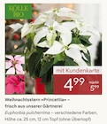 Weihnachtsstern Princettia von Kölle Bio im aktuellen Pflanzen Kölle Prospekt für 4,99 €
