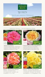 Edelrose Angebote im Prospekt "ROSEN-ERLEBNISWOCHEN" von Pflanzen Kölle Edelrose Angebote im Prospekt "ROSEN-ERLEBNISWOCHEN" von Pflanzen Kölle auf Seite 2