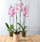 Orchidée 2 tiges - Super U à Tours Orchidée 2 tiges en promo chez Super U Tours à 12,99 €