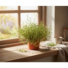 Plante aromatique en promo chez Carrefour Plante aromatique dans le catalogue Carrefour