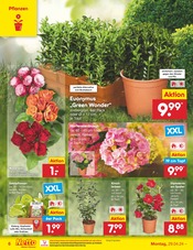 Ähnliche Angebote wie Ginster im Prospekt "Aktuelle Angebote" auf Seite 6 von Netto Marken-Discount in Regensburg