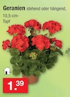 Aktuelles Geranien Angebot bei Zimmermann in Magdeburg ab 1,39 €