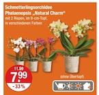 Schmetterlingsorchidee Phalaenopsis „Natural Charm“ bei V-Markt im Heimertingen Prospekt für 7,99 €