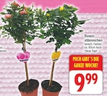 Rosenstämmchen für 9,99 € bei EDEKA im Angebot Rosenstämmchen im aktuellen EDEKA Prospekt
