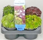 Aktuelles Hauswurz Angebot bei Thomas Philipps in Duisburg ab 3,99 €