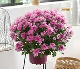 Promo Chrysantheme pompon pot 17 cm unicolore à 3,99 € dans le catalogue Intermarché Express à Vienne
