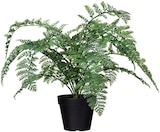 Aktuelles Topfpflanzen aus Kunstmaterialien Angebot bei Rusta in Bremen ab 7,99 €