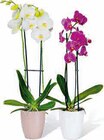 Schmetterlings-Orchidee Angebote bei Hagebaumarkt Neuss für 7,99 €