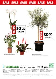 Pflanzen im aktuellen Blumen Ostmann Prospekt (Bremen) Pflanzen im Blumen Ostmann Prospekt "SALE" mit 4 Seiten (Bremen)