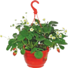 Fraisier en suspension - GARDENLINE en promo chez Aldi Fraisier en suspension - GARDENLINE dans le catalogue Aldi