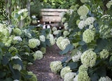 Ballhortensie 'Anabelle' im Angebot bei Garten-Center Nordharz GmbH & Co. KG in Halberstadt Ballhortensie 'Anabelle' Angebote bei Garten-Center Nordharz GmbH & Co. KG Halberstadt für 9,99 €