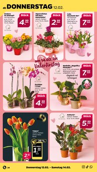 Pflanzen im Netto mit dem Scottie Prospekt "Günstig. Besser. Für Dich." mit 40 Seiten (Chemnitz)