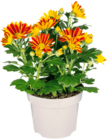 Chrysanthèmes en promo chez Norma Chrysanthèmes dans le catalogue Norma