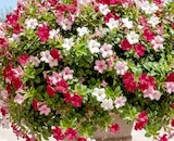 Thomas Philipps Rüsselsheim Prospekt mit  im Angebot für 2,49 €