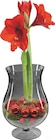 Aktuelles Amaryllis im Glas Angebot bei Lidl in Bochum ab 12,99 €