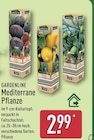 Mediterrane Pflanze im Angebot bei ALDI Nord in Rostock Mediterrane Pflanze Angebote von GARDENLINE bei ALDI Nord Rostock für 2,99 €