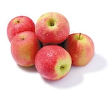 Netto mit dem Scottie Königs Wusterhausen - Cripps Pink Angebot im Prospekt Cripps Pink bei Netto mit dem Scottie im Königs Wusterhausen Prospekt für 2,99 €
