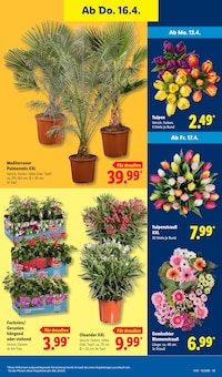Tulpen im Lidl Prospekt "LIDL LOHNT SICH" mit 70 Seiten (Frankfurt (Main))
