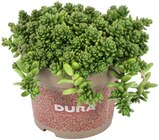 Sedum im Angebot bei REWE in Rodgau Sedum Angebote von DURA bei REWE Rodgau für 2,49 €