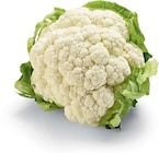 Blumenkohl im Angebot bei Netto Marken-Discount in Kassel Blumenkohl Angebote von HEIMAT bei Netto Marken-Discount Kassel für 1,00 €