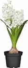 Hyazinthe (Hyacinthus Orientalis) von  im aktuellen OBI Prospekt für 1,49 €