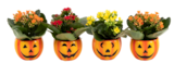 Plante Halloween à 1,99 € dans le catalogue Carrefour