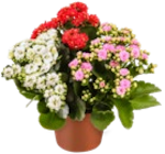 Blühpflanzen für 0,69 € bei Kaufland im Angebot Blühpflanzen im aktuellen Kaufland Prospekt