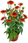 Sonnenhut im Angebot bei Kaufland in Hamm Sonnenhut Angebote bei Kaufland Hamm für 5,99 €