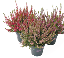 Calluna „Garden Girls“* bei NETTO mit dem Scottie in Cottbus Calluna „Garden Girls“* im Angebot bei NETTO mit dem Scottie Cottbus für 1,39 €