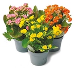 Kalanchoe für 1,99 € bei Netto mit dem Scottie im Angebot Kalanchoe im aktuellen Netto mit dem Scottie Prospekt