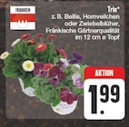 Trio bei EDEKA im Meerane Prospekt für 1,99 €