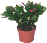 SCHLUMBERGERA - GARDENLINE dans le catalogue Aldi