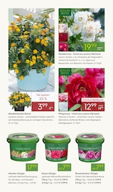 Aktueller Pflanzen Kölle Prospekt mit Stauden, "BLÜTENZAUBER FÜR ZUHAUSE", Seite 4