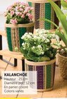 Kalanchoe - Super U à Amiens Kalanchoe en promo chez Super U Amiens à 4,90 €