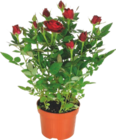 Rosier - GARDENLINE en promo à 1,49 € chez Aldi Rosier - GARDENLINE dans le catalogue Aldi