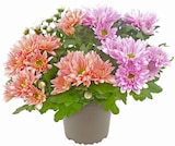 Chrysantheme Duo im Angebot bei REWE in Hamburg Chrysantheme Duo Angebote von REWE Beste Wahl bei REWE Hamburg für 2,29 €